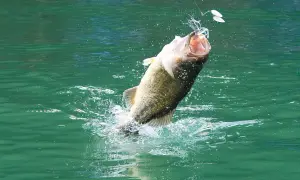 Ein großer schwarzbarsch springt aus dem grünen Wasser, angebissen an einem Köder. Ein aufregender Fang in Deutschland.
