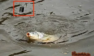 Karpfen schnappt nach Köder im Wasser. Nahaufnahme des Feeders, der am Haken hängt. Eine Anleitung zur Feeder-Montage ist hier zu sehen.