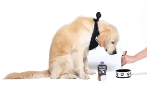 Złoty retriever w bandanie z logo YowUp! czeka na swój domowy probiotyk dla psa.