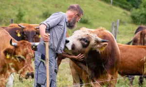 Ein Bauer streichelt eine Kuh der Rasse Murnauer-Werdenfelser auf einer grünen Weide.