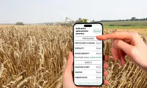 Pole pszenicy, kombajn w tle, dłoń trzymająca smartfon z kalkulatorem opłacalności pszenicy.