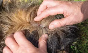 Manos separan el pelaje de un perro para mostrar garrapatas, buscando remedios caseros para pulgas en perros.