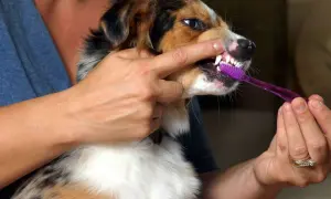 A person demonstrates how to brush dog teeth with a purple toothbrush.