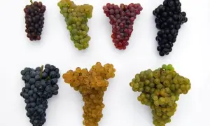 Różne rodzaje winogron, w tym ciemne i jasne, idealne do produkcji win czerwonych i białych.