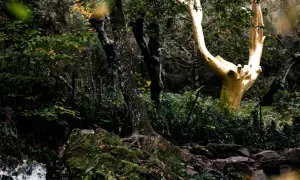 Un arbre doré se dresse au milieu de la forêt de Brocéliande, entouré de végétation luxuriante et de rochers moussus.
