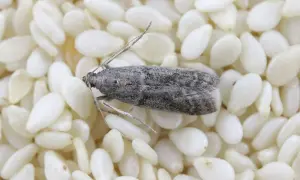 Un insecte gris, ressemblant à une petite mite, se repose sur un lit de graines de sésame, rappelant un curieux insecte pates alimentaire.