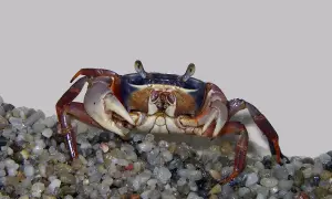Krab tęczowy na żwirze, jego wymagania dotyczące akwarium to wilgotne środowisko i dostęp do lądu.