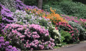 Bunte Rhododendronblüten in Rosa, Lila und Orange. Ein Garten, der zeigt, wie schön es ist, Rhododendron zu vermehren.