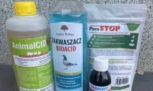 Skuteczne sposoby czym odrobaczać gołębie: praktyczny poradnik hodowcy