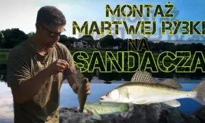 Jak uzbroić martwą rybkę na sandacza, by zwiększyć swoje szanse na sukces