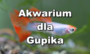 Jak urządzić akwarium dla gupików: unikaj najczęstszych błędów