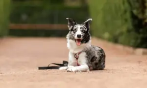 Skuteczne metody, jak wytresować border collie bez frustracji