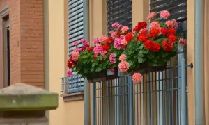 Czym nawozić pelargonie aby pięknie kwitły i uniknąć słabych kwiatów