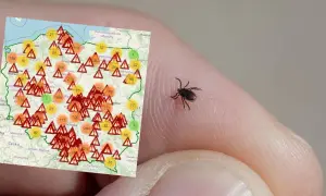 Gdzie najczęściej są kleszcze? Miejsca, które warto unikać