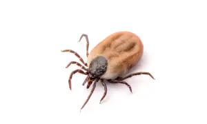 Co zjada kleszcze? Odkryj naturalnych wrogów tych pasożytów