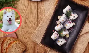 Czy pies może jeść śledzie w occie? Dowiedz się, dlaczego to niebezpieczne.