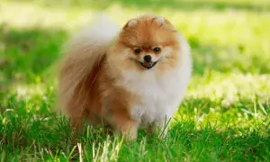 Ile powinien jeść szczeniak pomeranian? Kluczowe informacje o diecie.