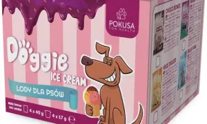 Gdzie kupić lody dla psa? Sprawdź najlepsze miejsca i oferty