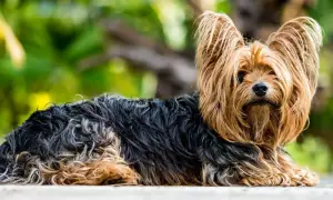 Śmieszne memy york terrier z Podlasia, które rozbawią każdego miłośnika psów