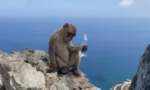 Niezapomniane atrakcje w Gibraltarze, które musisz zobaczyć