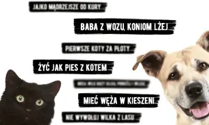 Frazeologizmy ze zwierzętami: odkryj ich znaczenie i zastosowanie