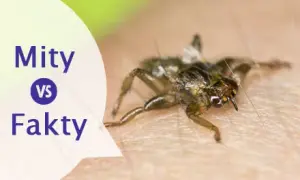 Czy kleszcz latają? Prawda o kleszczach i ich zachowaniu