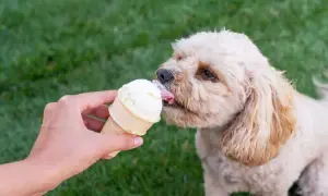 Czy pies może jeść lody? Bezpieczne lody dla psów i zdrowe alternatywy