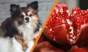 Czy pies może jeść granata? Sprawdź ryzyko dla zdrowia psa