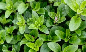 Oregano kiedy zbierać – poznaj najlepszy czas na zbiór aromatycznych liści
