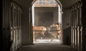W stadninie koni caballo dwa kare konie galopują przez zakurzone wnętrze, ich grzywy rozwiewają się na wietrze.