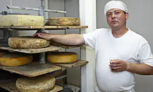 En ostmakare inspekterar sina runda ostar, kanske en utsökt dansk ost, som mognar på hyllor.
