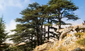 Majestuosos árboles de cedro se alzan en una ladera rocosa bajo un cielo azul.