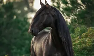 Piękny, czarny koń o bujnej grzywie stoi na tle zieleni.