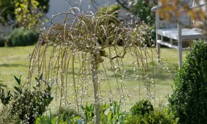 Eine hängende Sal-Weide mit weichen Kätzchen im Frühling. Im Hintergrund ein Garten mit Rasen und einer Bank.