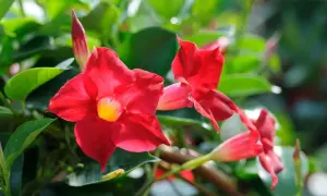 Fleurs rouges éclatantes de dipladenia en pleine floraison, avec des feuilles vertes luxuriantes en arrière-plan.