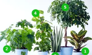 Pięć roślin doniczkowych: krotonek, filodendron, sansewieria, epipremnum, schefflera. Poznaj kwiaty doniczkowe nazwy.