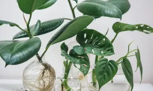 Flera gröna växtsticklingar med rötter i glasvaser. En ficus och en monstera växer till sig, redo att ta sticklingar.