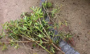 Abgeschnittene Oleander-Zweige liegen auf sandigem Boden neben einer Steinbegrenzung.
