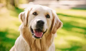Uśmiechnięty golden retriever, którego radosny golden retriever charakter widać w każdym spojrzeniu.