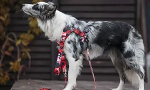 Elegancki border collie w czerwonych szelkach z kolorowym wzorem, gotowy na spacer.