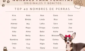 Lista TOP 40 imion dla małego psa, od Kira po Graci. Uroczy piesek z kokardką.