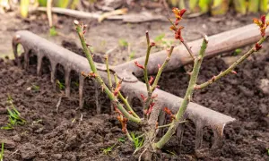 Ein junger Rosenstrauch mit neuen Trieben steht bereit zum **Rosen umpflanzen**. Eine alte Harke liegt im frisch aufgelockerten Boden daneben.