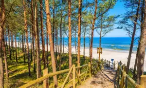 Ścieżka przez sosnowy las prowadzi na piaszczystą plażę nad Bałtykiem. Widok na morze i wybrzeże Pomorza Gdańskiego.