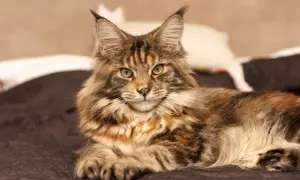 Majestatyczny maine coon o rudym umaszczeniu, z puszystą kryzą i charakterystycznymi pędzelkami na uszach, emanuje spokojem. Jego spojrzenie zdradza łagodny maine coon charakter.