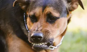 Ein wütender Hund knurrt mich an, seine Zähne sind gefletscht.