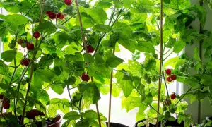 Tomatplantor i krukor med gröna och röda tomater som väntar på att planteras ut.