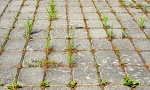 Trawa przebija się przez fugi między kostkami brukowymi. Czas na oprysk na trawę żeby nie rosła i przywrócić porządek.