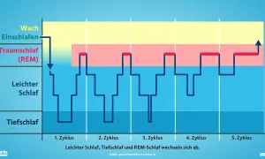 Grafik zeigt, welche Schlafphasen es gibt: Wach, Leichtschlaf, Tiefschlaf und Traumschlaf (REM). Diese wechseln sich zyklisch ab.
