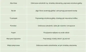 Tabela podpowiada, co sadzić obok cebuli: marchew, burak, truskawki, pomidor, koper, warzywa kapustne, mięta, nagietek.