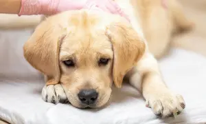 Smutny szczeniak labradora leży na białym podkładzie, z ręką w różowej rękawiczce delikatnie głaszczącą jego głowę. Pies wygląda na chorego, być może cierpi na krwawą biegunkę u psa.